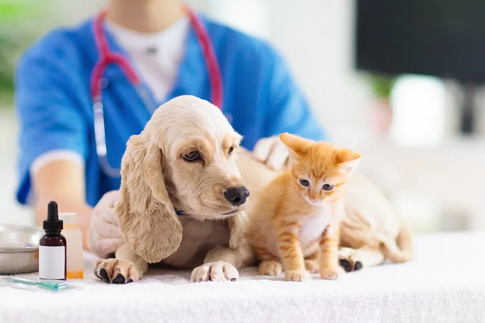 Veterinario