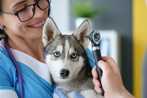 Veterinario