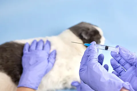 Veterinario